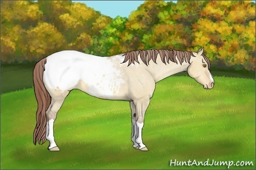 Horse Color:Sable Champagne Dun Snowcap