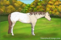 Horse Color:Sable Champagne Dun Appaloosa