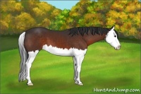 Horse Color:Brown Splash