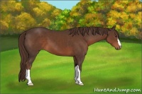Horse Color:Liver Chestnut 
