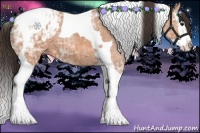 Horse Color:Bay Ice Splash Tobiano Appaloosa