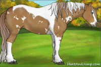 Horse Color:Gray White Spotted Palomino Splash Tobiano 