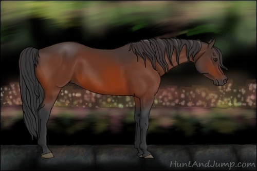 Horse Color:Bay 
