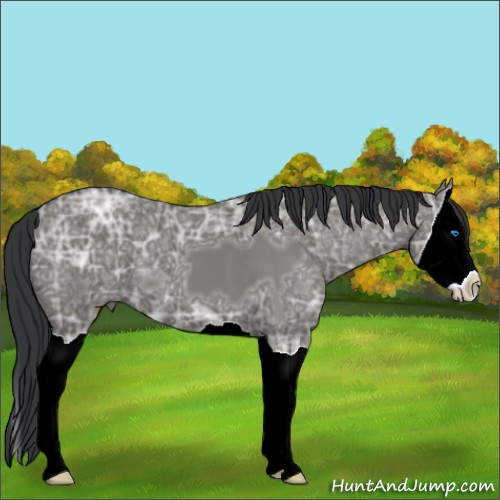 Horse Color:Grullo Ice Splash 