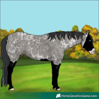 Horse Color:Grullo Ice Splash