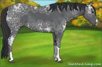 Horse Color:Black Ice 