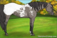 Horse Color:Grullo Appaloosa 