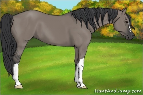 Horse Color:Grullo 