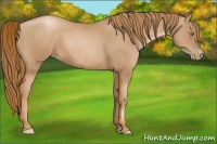 Horse Color:Chestnut Pearl 