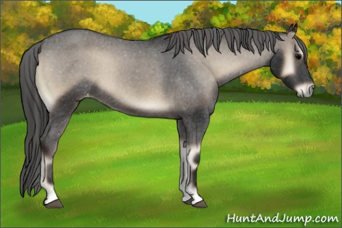 Horse Color:Gray Blue Onyx Appaloosa 