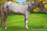 Horse Color:Liver Chestnut Appaloosa