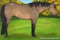Horse Color:Brown Dun 