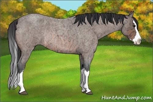 Horse Color:Bay Ice Roan Splash Rabicano 