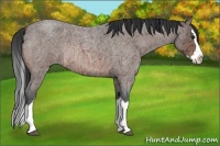 Horse Color:Bay Ice Roan Splash Rabicano 
