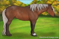Horse Color:Silver Bay Rabicano 