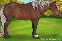Horse Color:Silver Brown Rabicano 