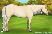 Horse Color:Silver Bay Pearl Dun Rabicano