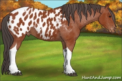 Horse Color:Brown Tobiano Appaloosa 