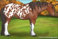 Horse Color:Brown Tobiano Appaloosa 