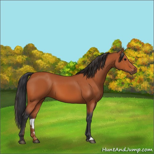 Horse Color:Bay 