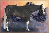 Horse Color:Liver Chestnut Splash 