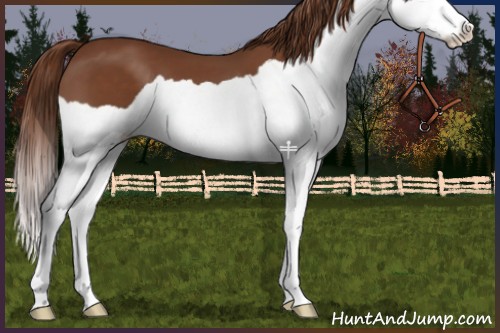 Horse Color:Chestnut Splash 