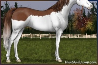 Horse Color:Chestnut Splash 