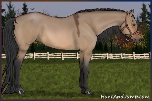 Horse Color:Bay Roan Dun