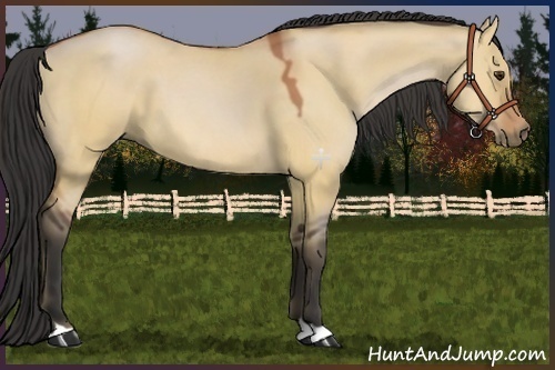 Horse Color:Bay Dun
