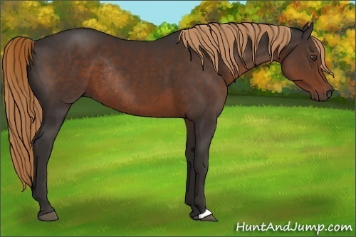 Horse Color:Liver Chestnut Rabicano 