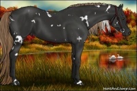 Horse Color:White Spotted Liver Chestnut 