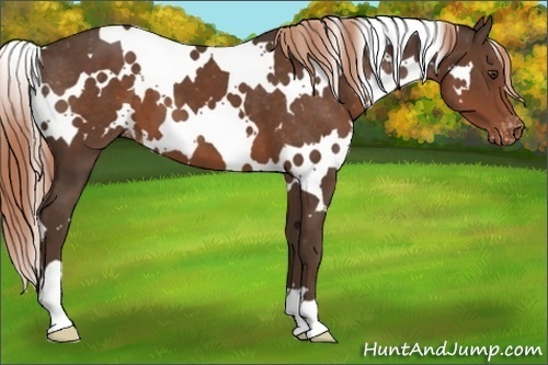 Horse Color:White Spotted Liver Chestnut Varnish 