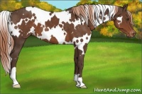 Horse Color:White Spotted Liver Chestnut Varnish 