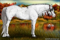 Horse Color:Liver Chestnut Sabino Appaloosa