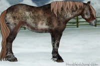 Horse Color:Liver Red Onyx Ice 