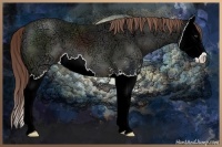 Horse Color:Liver Chestnut Ice Sabino Splash 