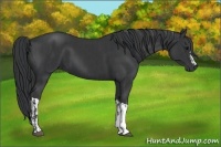 Horse Color:Black  and Black 