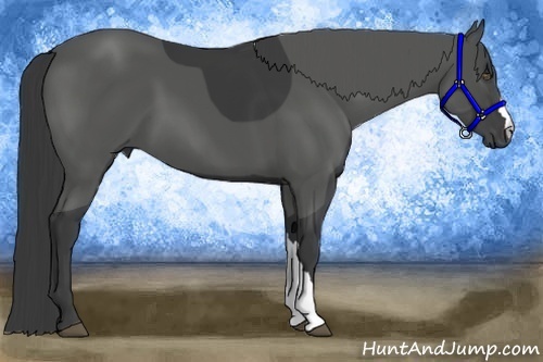 Horse Color:Smoky Black 