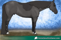 Horse Color:Smoky Black 