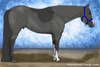 Horse Color:Smoky Black