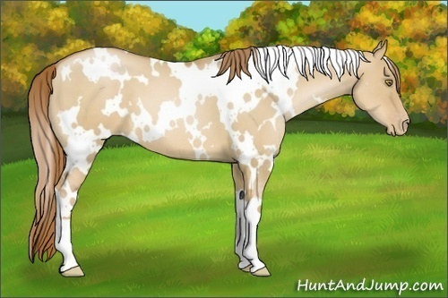 Horse Color:White Spotted Red Dun Pearl