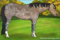 Horse Color:Bay Ice 