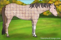 Horse Color:Plaid  Bay Ice 