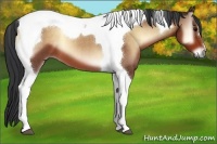 Horse Color:Bay Onyx Tobiano 