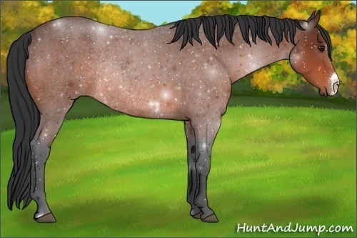 Horse Color:Bay Roan Rabicano