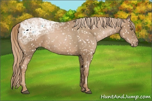Horse Color:Liver Chestnut Ice Pearl Appaloosa Rabicano