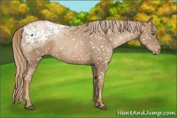 Horse Color:Liver Chestnut Ice Pearl Appaloosa Rabicano
