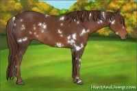 Horse Color:White Spotted Liver Chestnut Rabicano 
