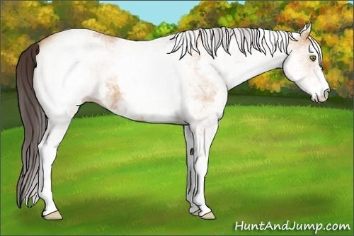Horse Color:White Spotted Amber Champagne