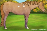 Horse Color:Gold Champagne Appaloosa 